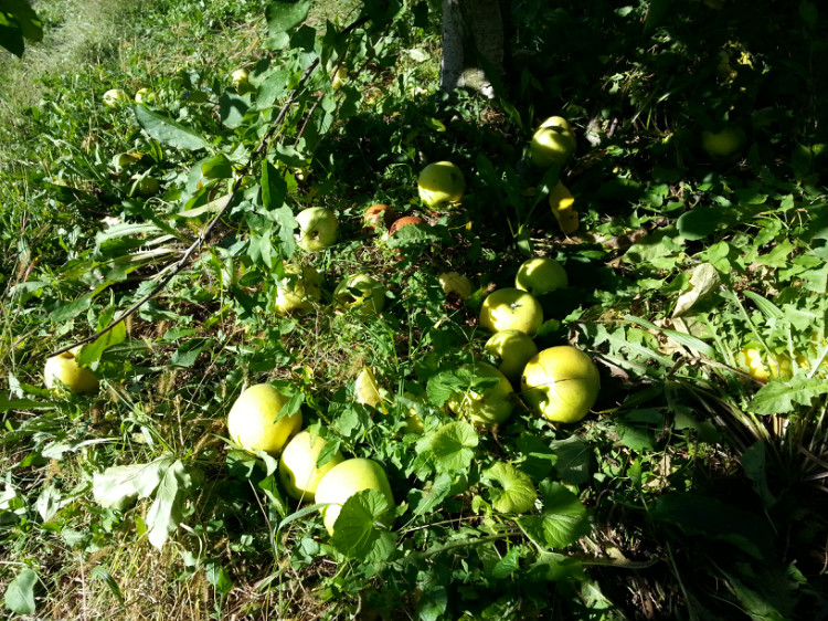 农场度周末，新鲜苹果自己摘 - 流浪枪手 - 流浪枪手的驿站